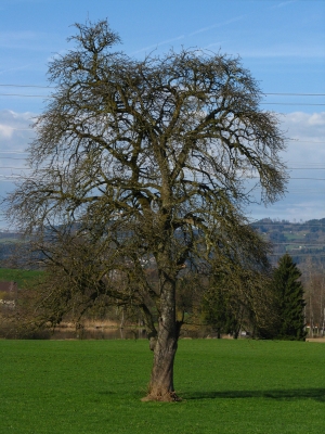Pyrus communis
