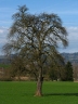 Pyrus communis