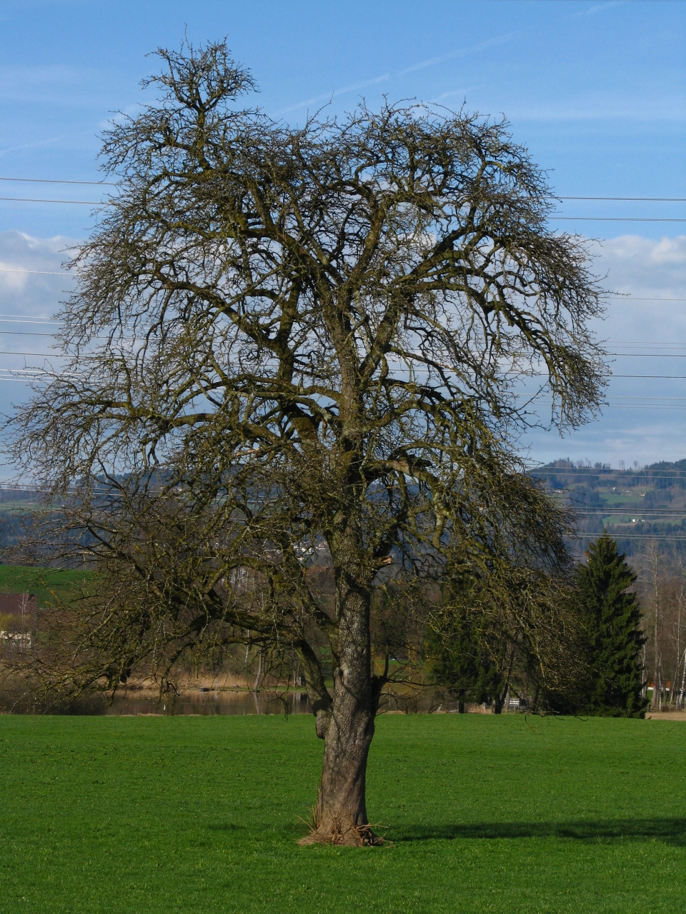 Pyrus communis