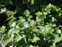 Ampelopsis glandulosa