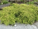 Adiantum pedatum