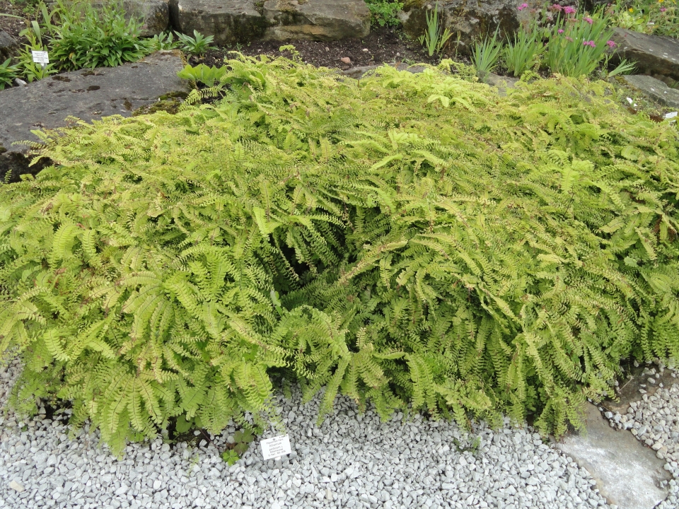 Adiantum pedatum