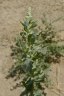 Atriplex argentea