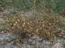 Physalis angulata