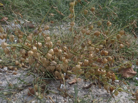 Physalis angulata