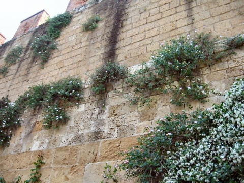 Capparis spinosa