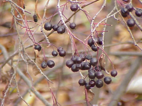 Aronia × prunifolia