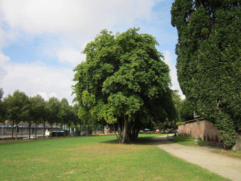 Acer platanoides