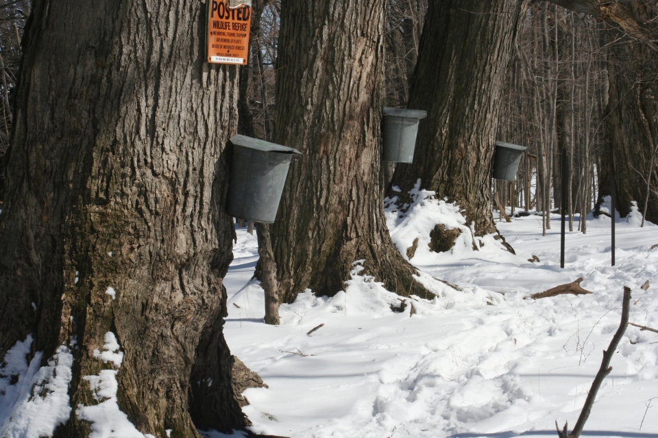 Acer saccharum