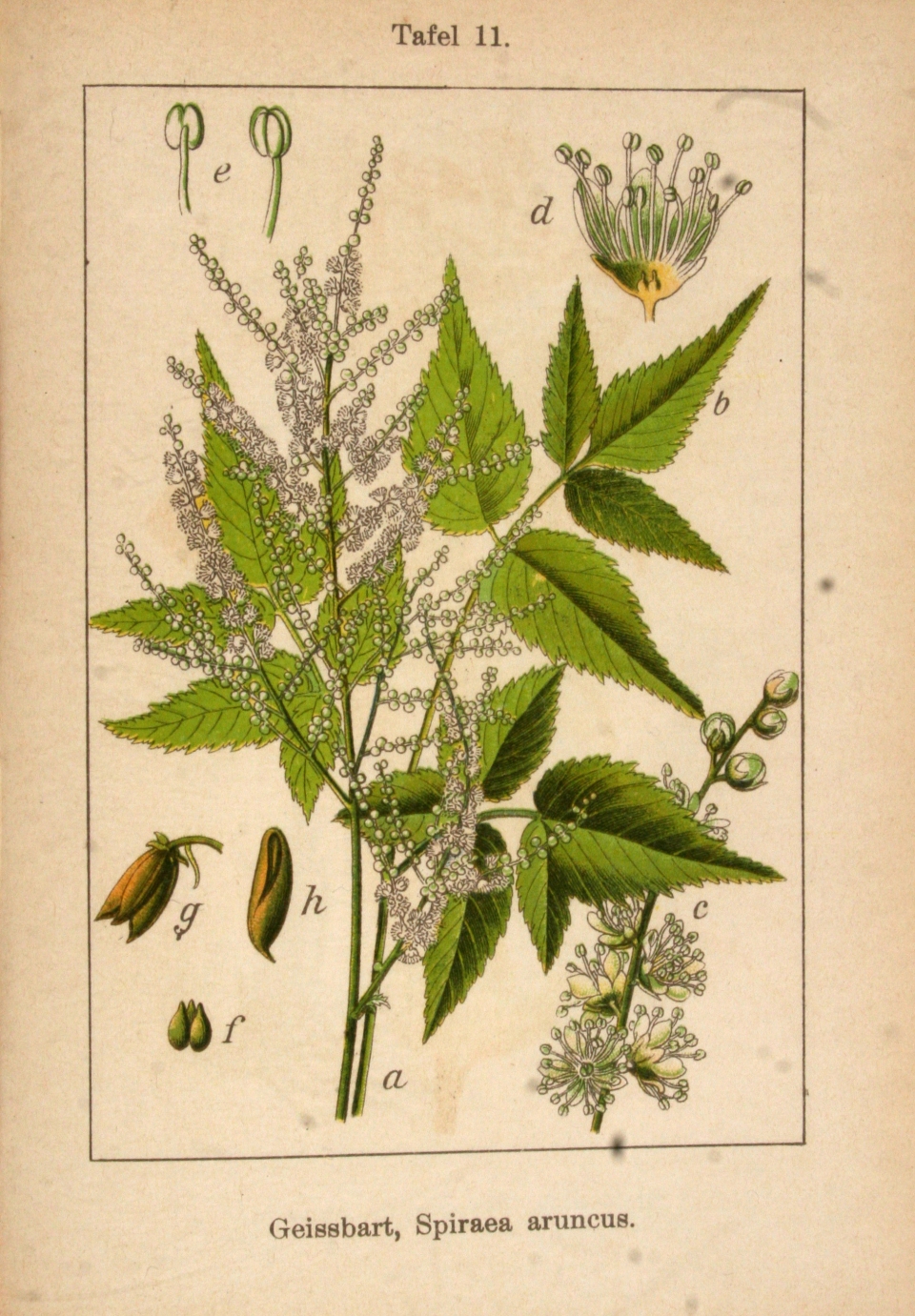 Aruncus dioicus