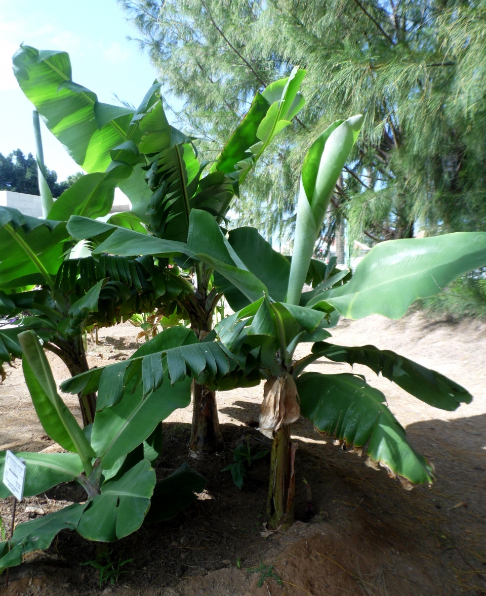 Musa acuminata