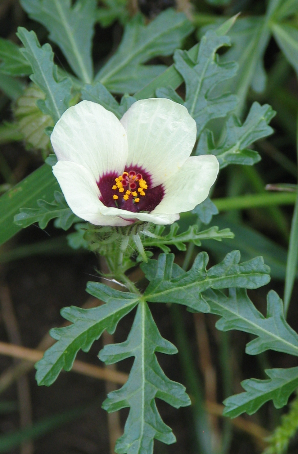 Hibiscus trionum