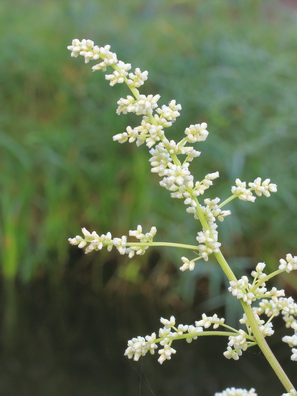 Artemisia lactiflora