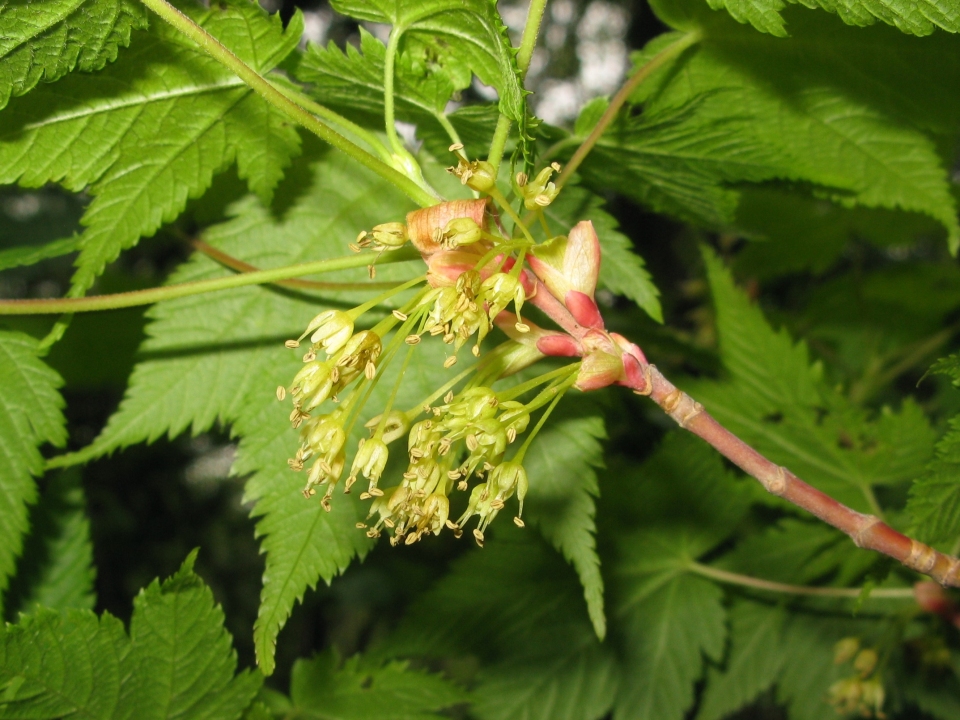 Acer argutum