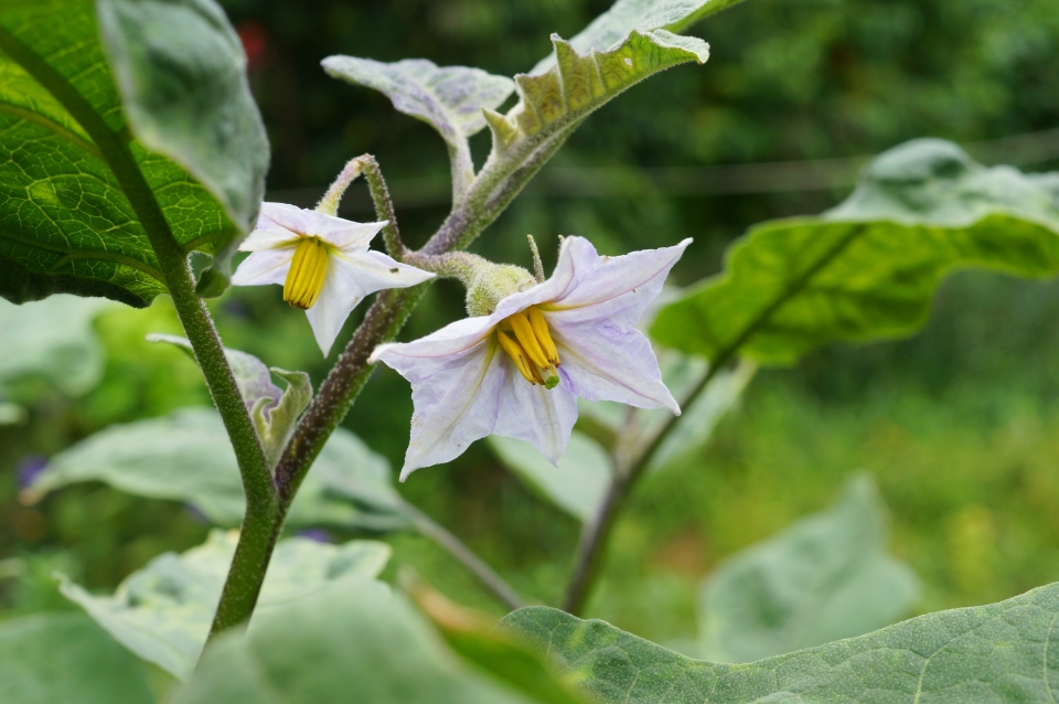 Solanum melongena