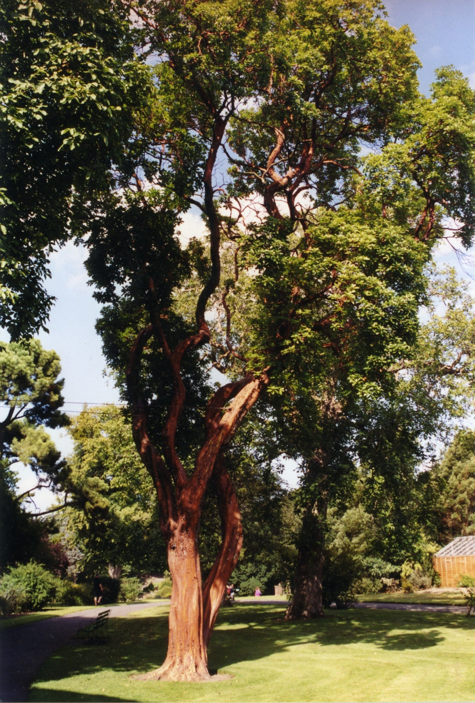 Arbutus andrachne