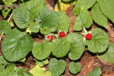 Rubus pectinellus