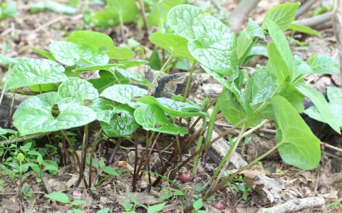 Asarum caulescens