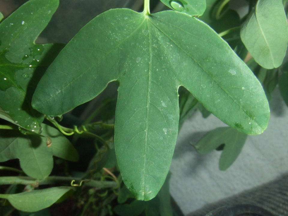 Passiflora umbilicata