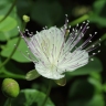 Capparis spinosa