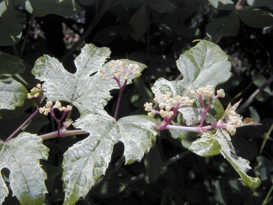 Ampelopsis glandulosa