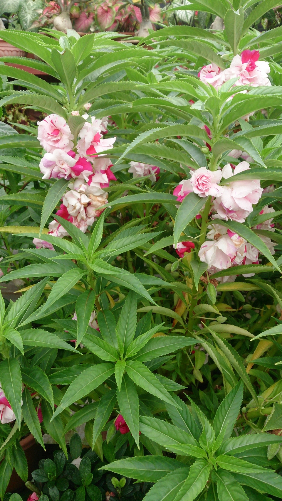 Impatiens balsamina