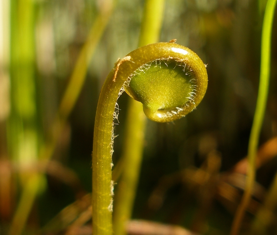 Marsilea mutica