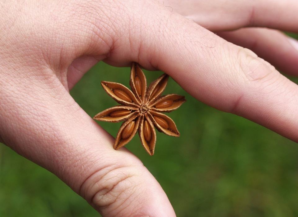 Illicium verum