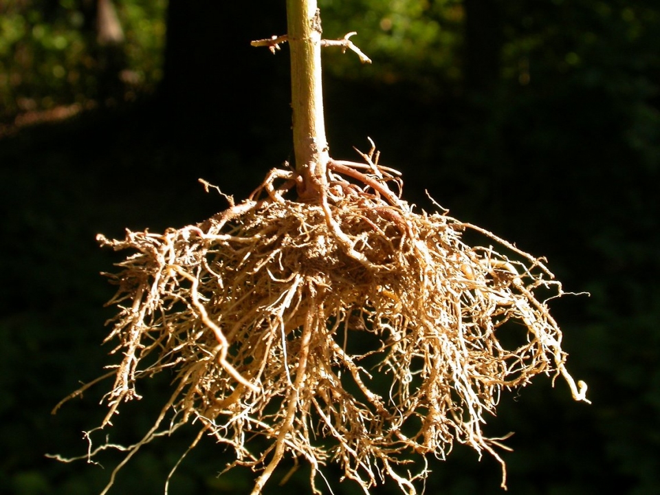 Bidens frondosa