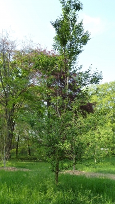 Betula dahurica