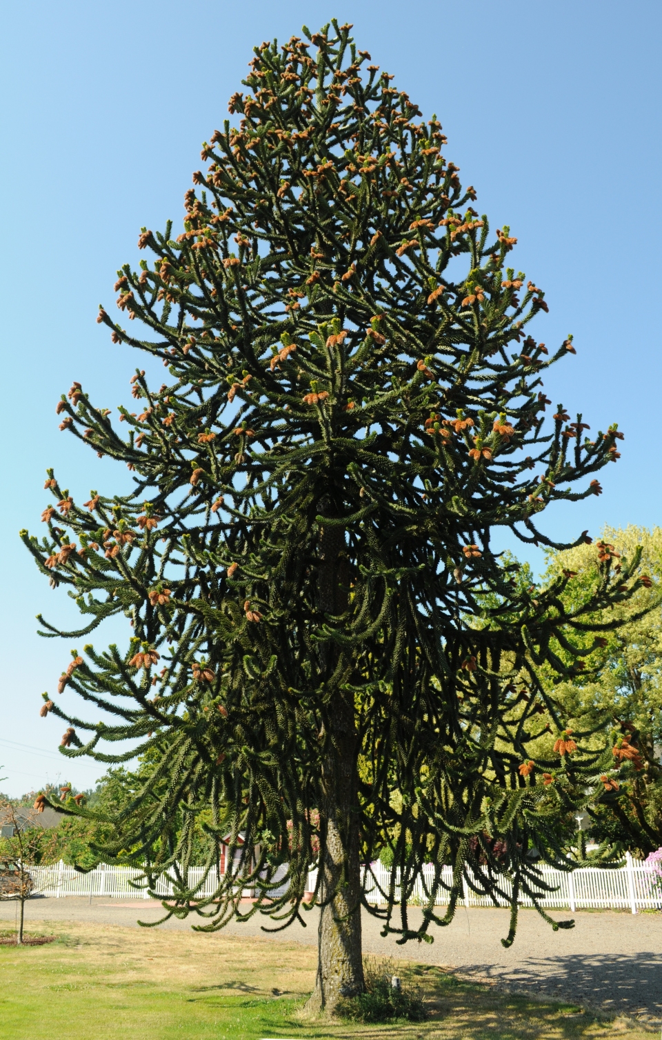 Araucaria araucana