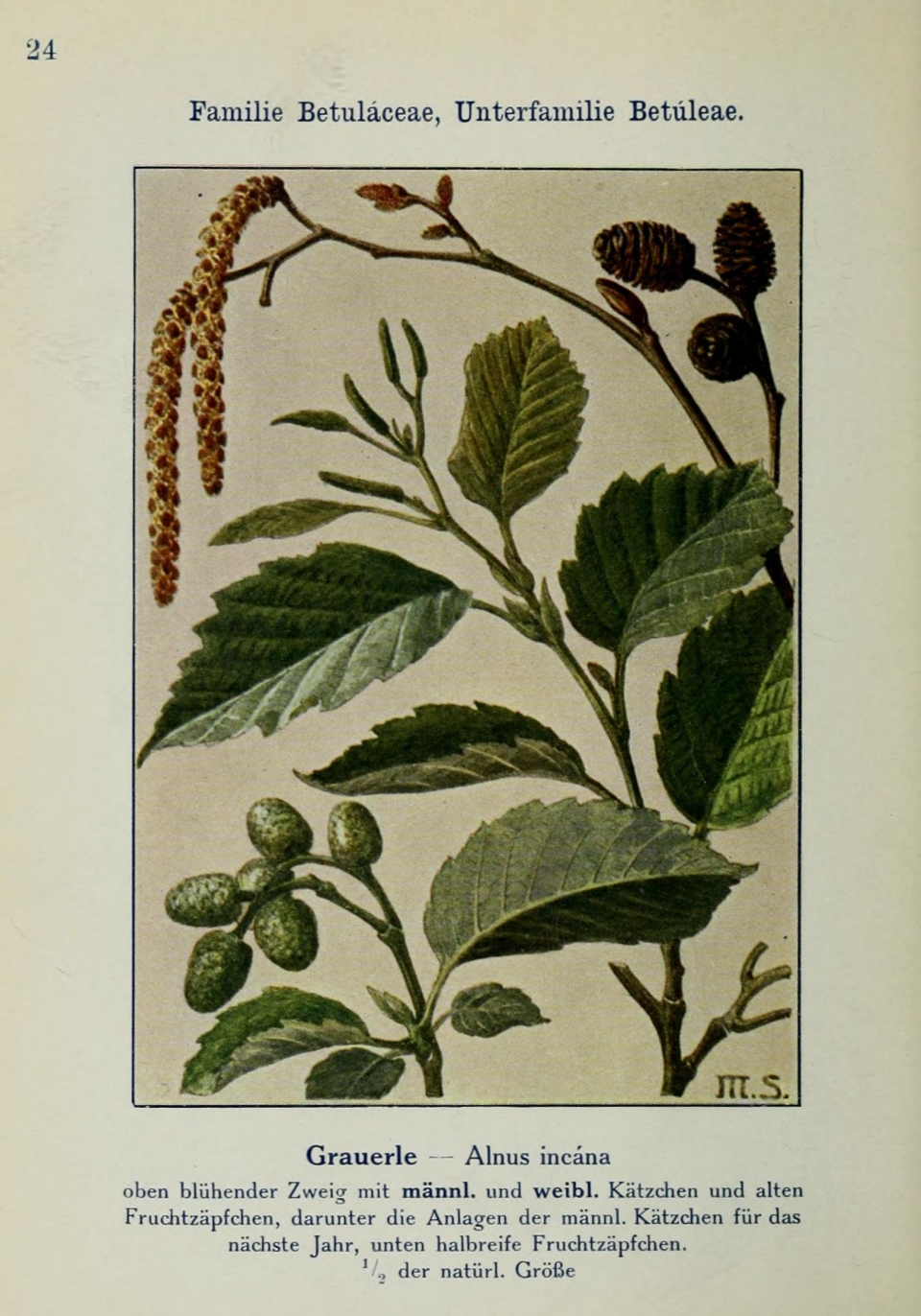 Alnus incana