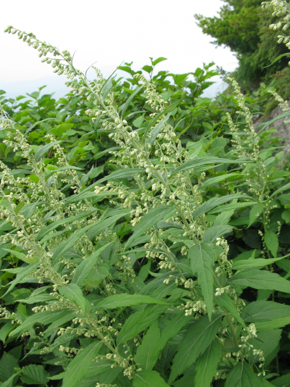 Artemisia monophylla