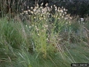 Anthemis cotula