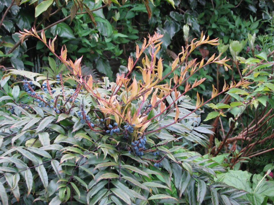 Mahonia fortunei