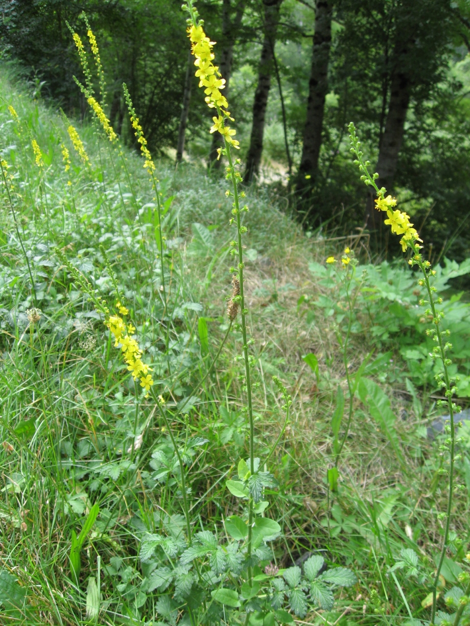 Agrimonia eupatoria