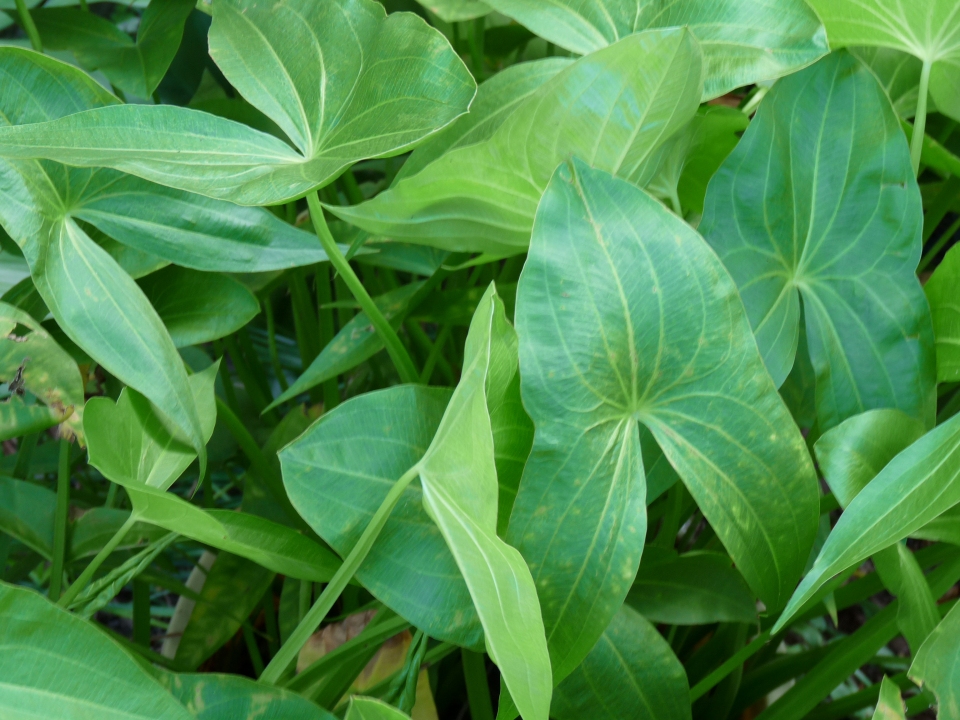 Sagittaria trifolia