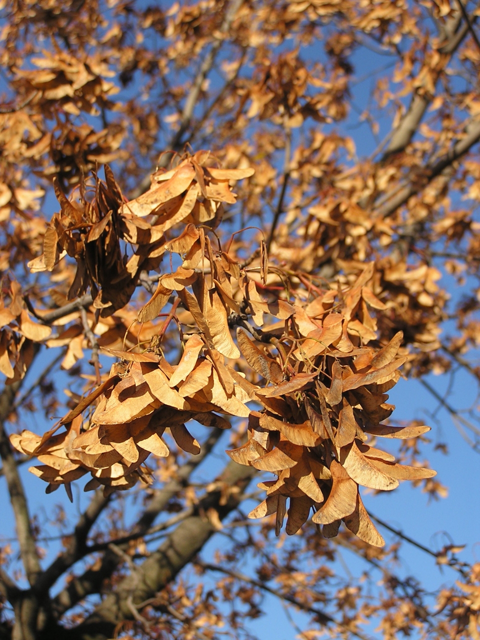 Acer platanoides