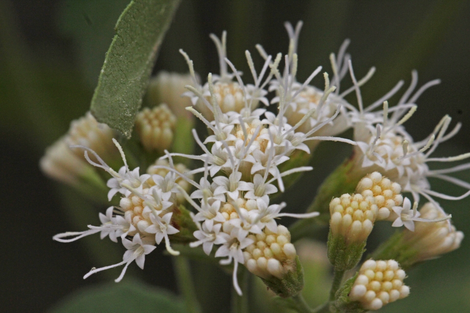 Ageratina herbacea