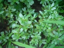 Portulaca oleracea