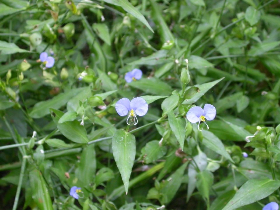 Commelina erecta