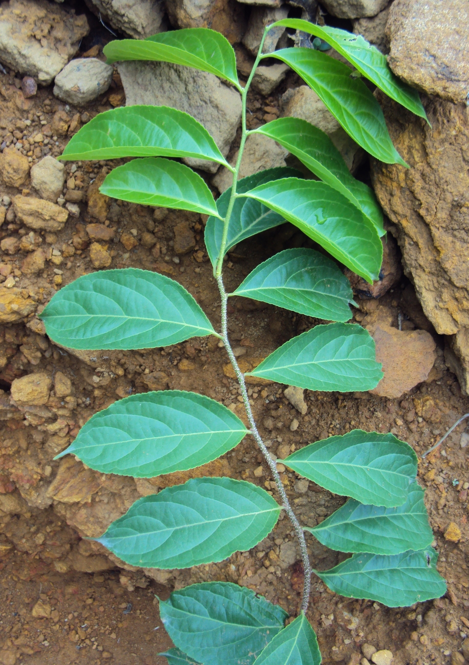 Celastrus paniculatus