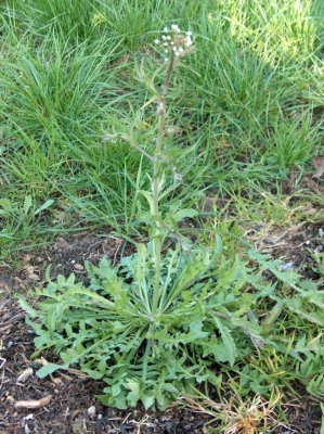 Capsella bursa-pastoris