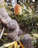 Banksia aemula