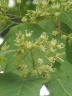 Acer tataricum ginnala