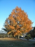 Liquidambar formosana