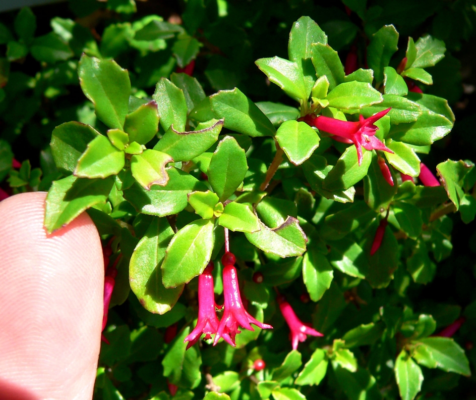 Fuchsia microphylla