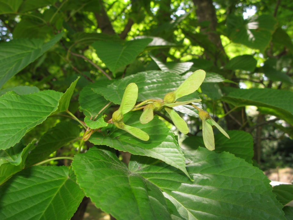 Acer distylum