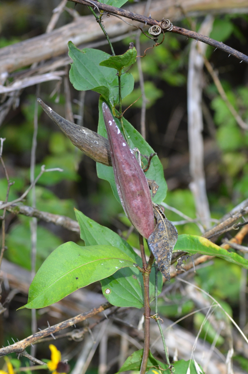 Asclepias purpurascens