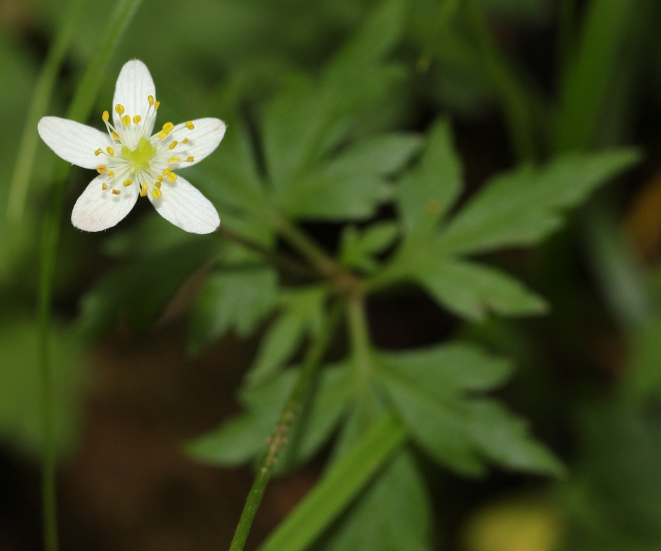 Anemone stolonifera